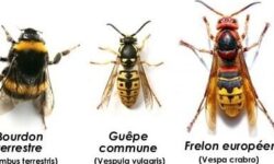 lutte-antiparasitaire-comment-se-debarrasser-des-guepes-dans-les-gouttieres