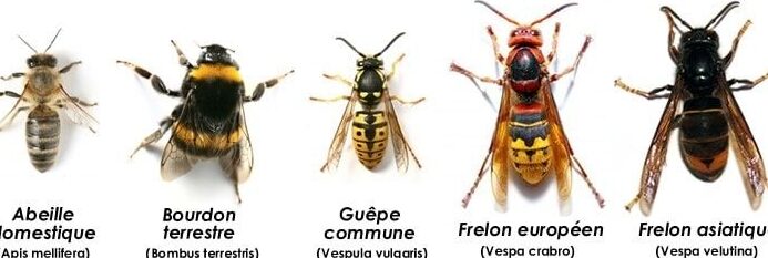 lutte antiparasitaire comment se debarrasser des guepes dans les gouttieres