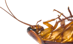 lutte-antiparasitaire-comment-se-debarrasser-des-insectes-dans-votre-appartement