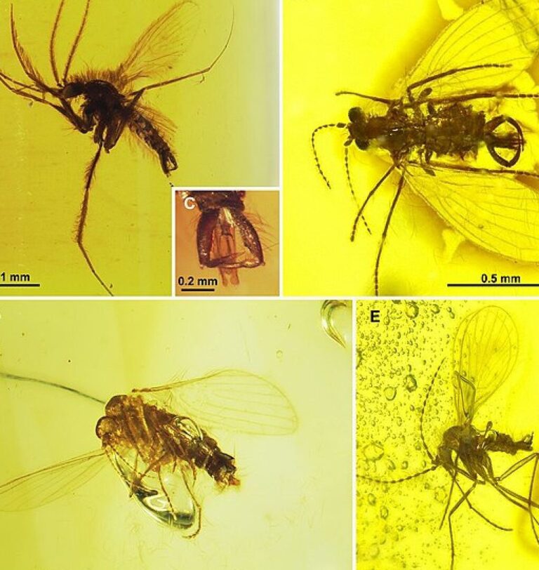 lutte antiparasitaire comment se debarrasser des moustiques en interne