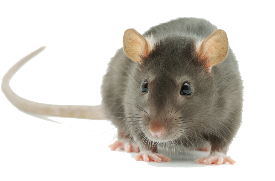 lutte antiparasitaire comment se debarrasser des rongeurs nuisibles