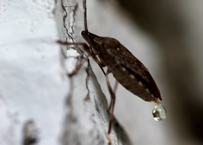 lutte antiparasitaire comment se debarrasser des taupes en interne