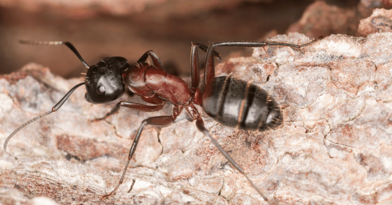 lutte antiparasitaire comment se debarrasser des termites dans le bois de chauffage