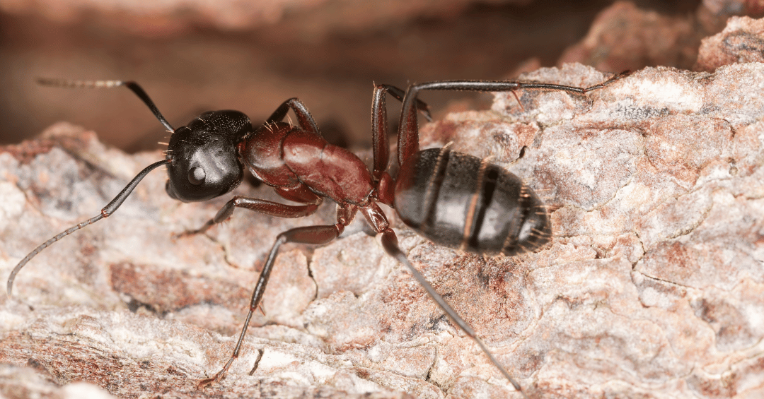 lutte antiparasitaire comment se debarrasser des termites dans le bois de chauffage