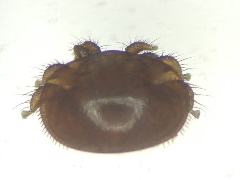 lutte antiparasitaire comment se debarrasser efficacement de labeille de charpente