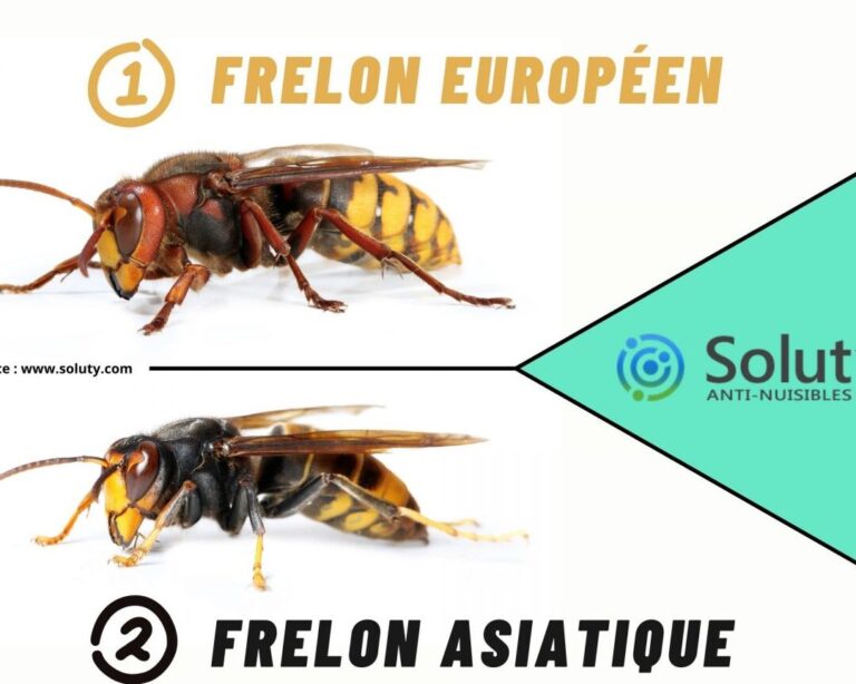 lutte antiparasitaire comment se debarrasser efficacement de labeille de terre