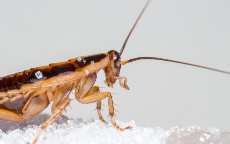 lutte antiparasitaire comment se debarrasser efficacement des cafards