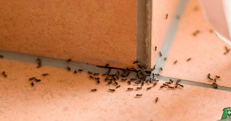 lutte antiparasitaire comment se debarrasser efficacement des fourmis dans les sorties electriques