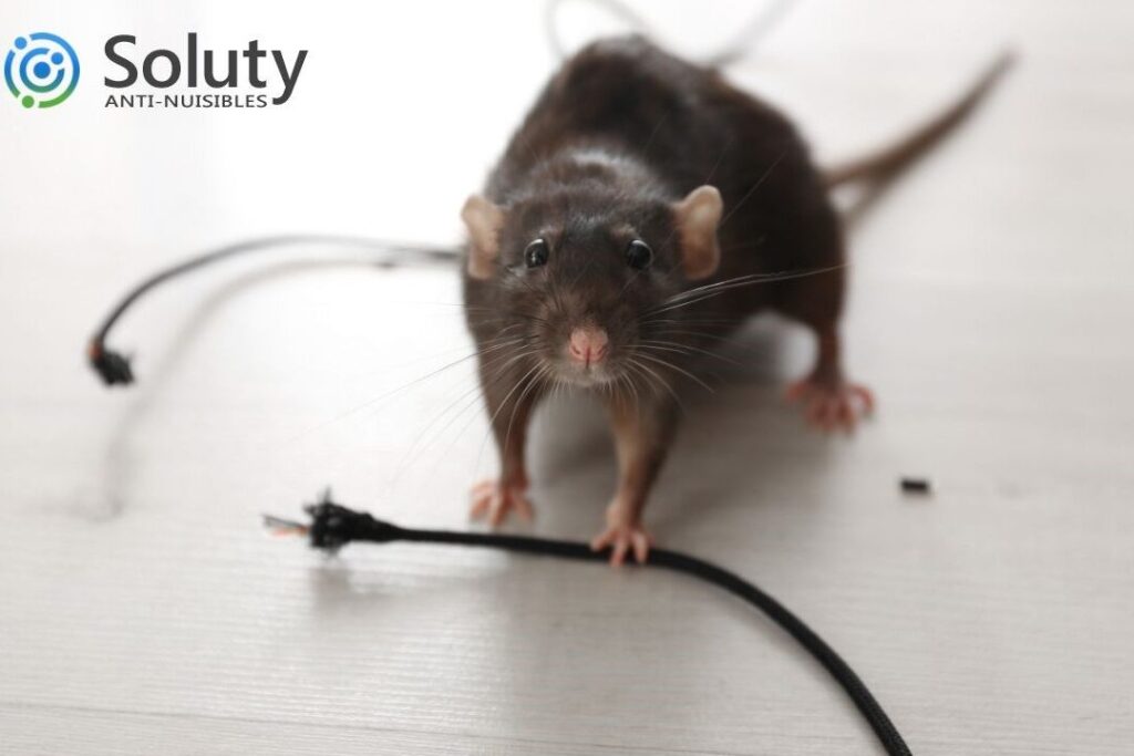 lutte antiparasitaire comment se debarrasser efficacement des rats dhotel