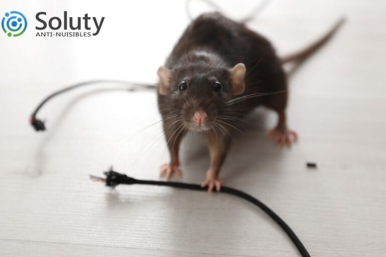 lutte antiparasitaire comment se debarrasser efficacement des rats dhotel