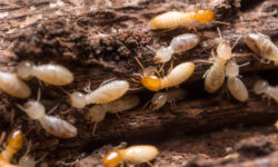 lutte-antiparasitaire-comment-se-debarrasser-efficacement-des-termites-du-village