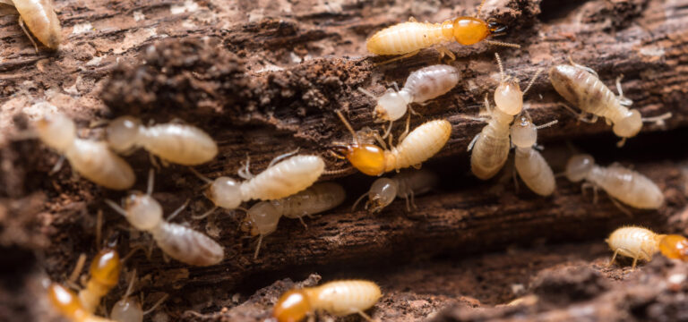 lutte antiparasitaire comment se debarrasser efficacement des termites du village