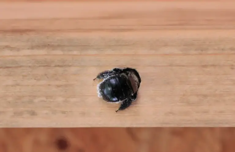 lutte antiparasitaire comment se debarrasser efficacement dun nid dabeilles souterrain