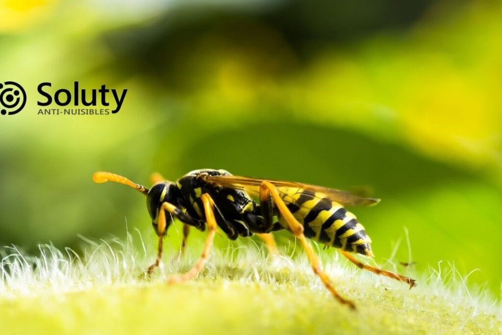lutte antiparasitaire comment se debarrasser efficacement dun nid de guepes sous toiture