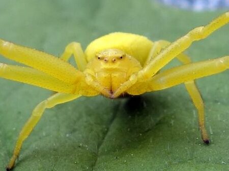 lutte antiparasitaire conseils pour eliminer efficacement les araignees