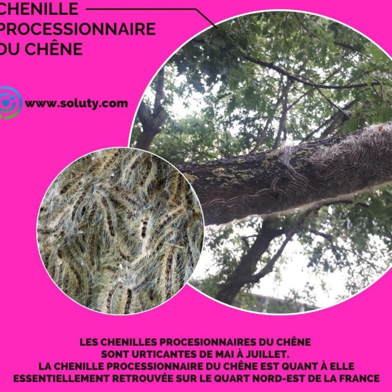 lutte antiparasitaire conseils pour eliminer les oiseaux perches dans les arbres