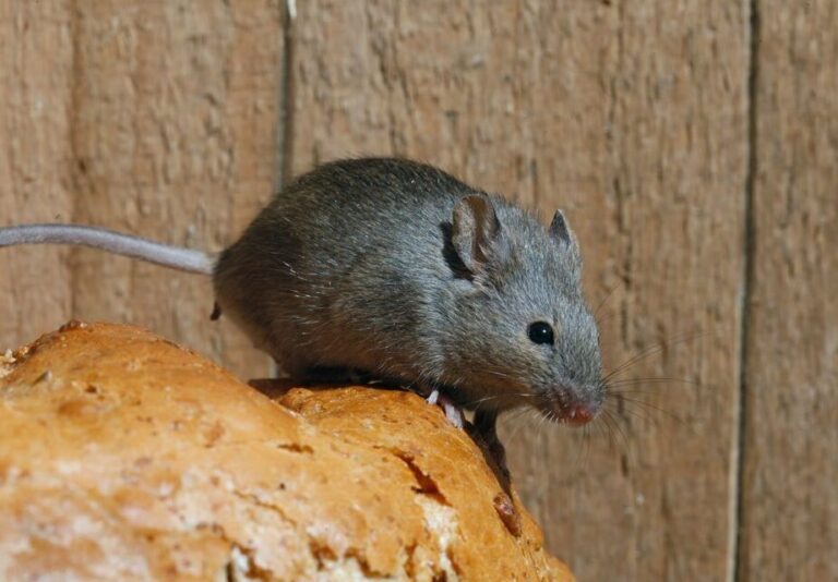 lutte antiparasitaire contre la termite de bacon guide complet