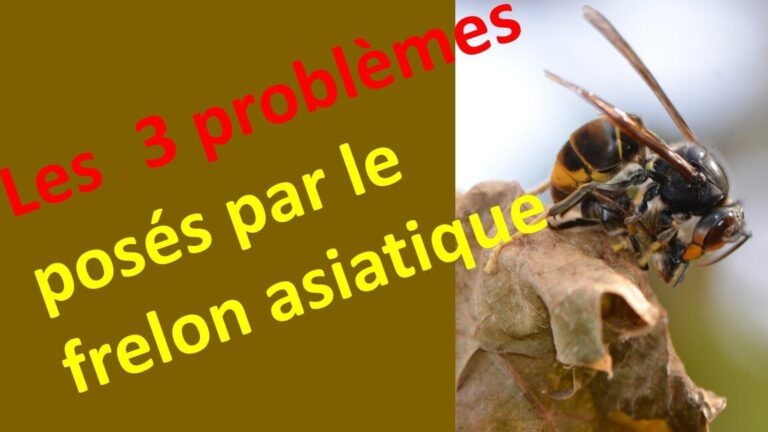 lutte antiparasitaire contre labeille poilue conseils et solutions efficaces