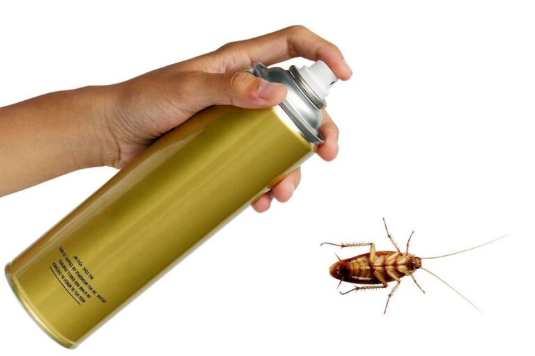 lutte antiparasitaire contre les cafards a bande brune conseils et solutions efficaces