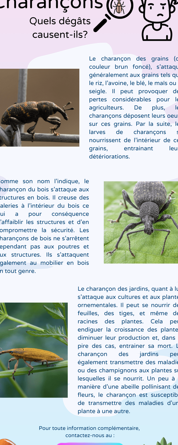 lutte antiparasitaire contre les charancons du ble conseils et solutions efficaces