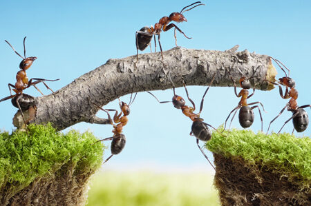 lutte antiparasitaire contre les fourmis brunes conseils et solutions