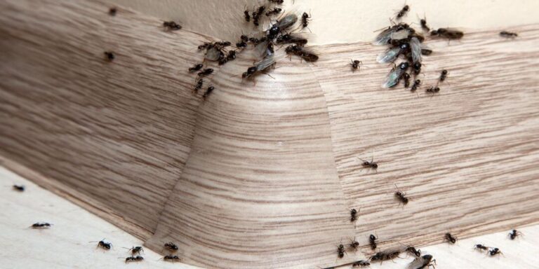 lutte antiparasitaire contre les fourmis oranger solutions efficaces
