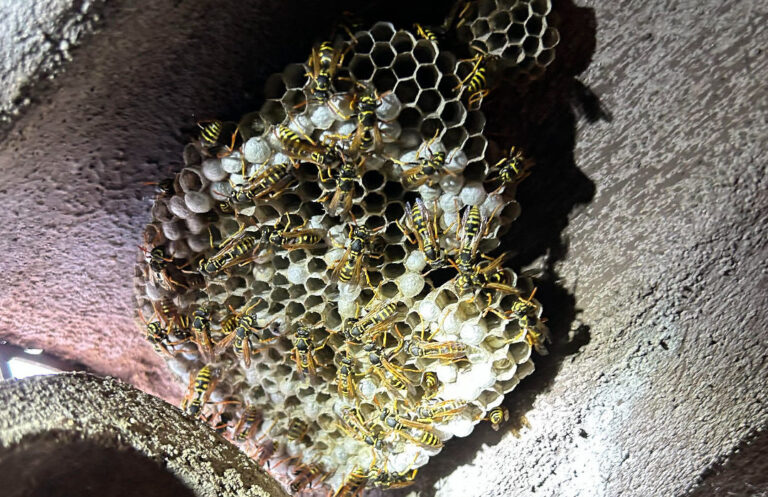 lutte antiparasitaire contre les guepes de terre conseils et solutions efficaces