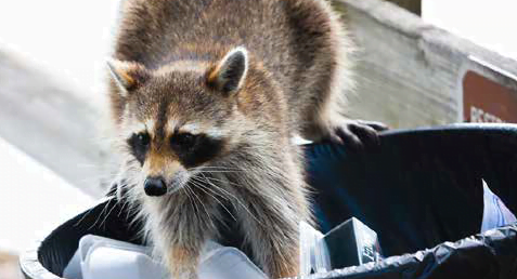 lutte antiparasitaire contre les ratons laveurs enrages