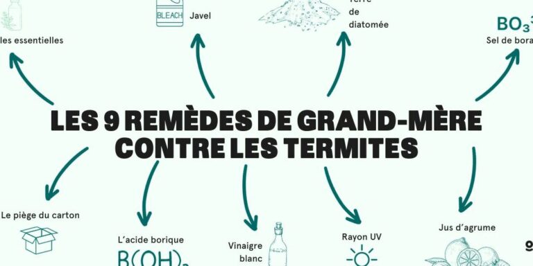 lutte antiparasitaire contre les termites dans les reves conseils et solutions efficaces