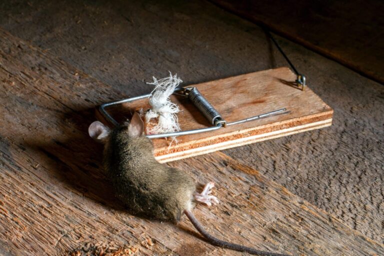 lutte antiparasitaire controler efficacement une souris plus
