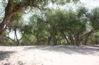 lutte antiparasitaire dans le desert du palmier conseils et solutions