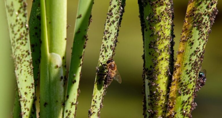 lutte antiparasitaire des nouvelles encourageantes