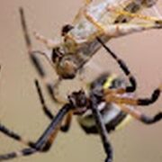 lutte antiparasitaire dois je eliminer les araignees de ma maison