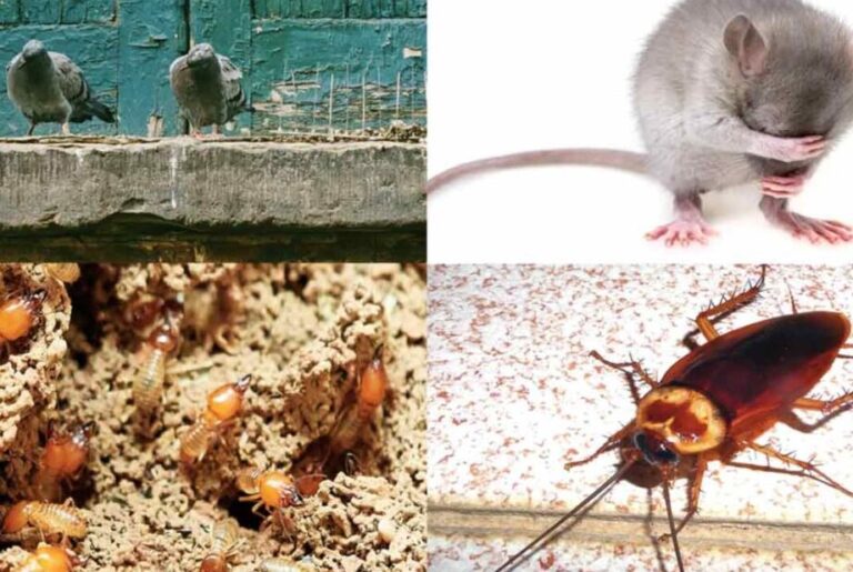 lutte antiparasitaire efficace avec apro controle des ravageurs