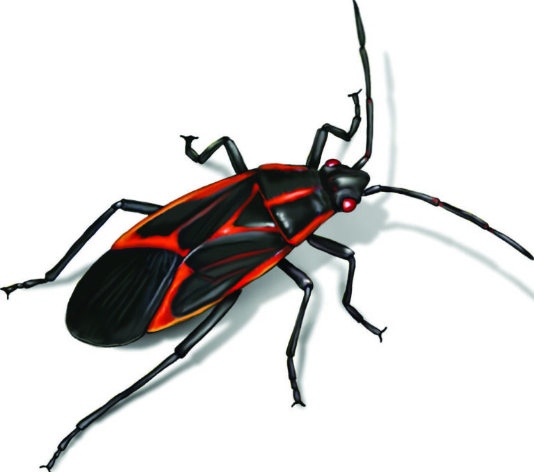 lutte antiparasitaire efficace contre les bogues boxelder