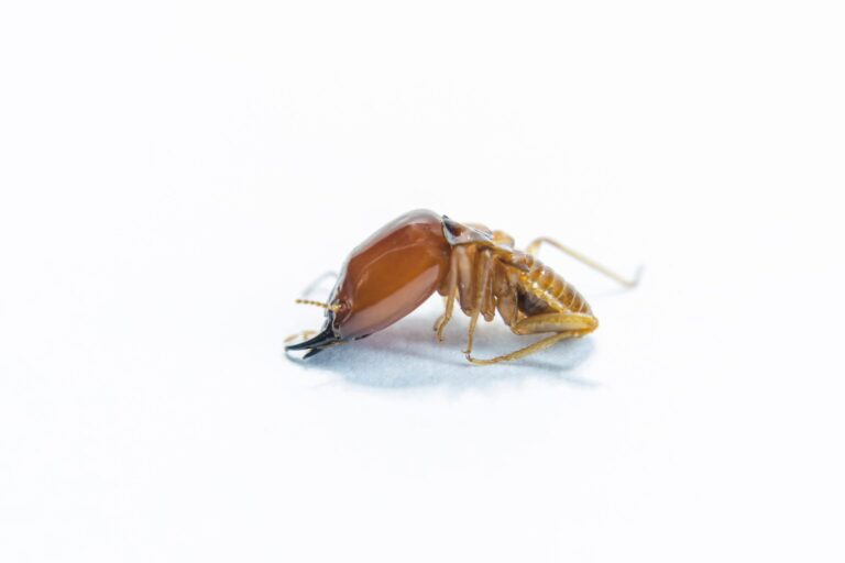 lutte antiparasitaire efficace contre les termites avec s et s termite
