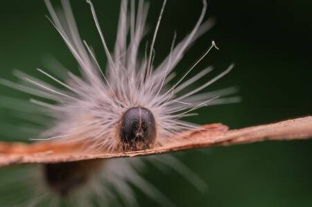 lutte antiparasitaire efficace pour les animaux de la loire