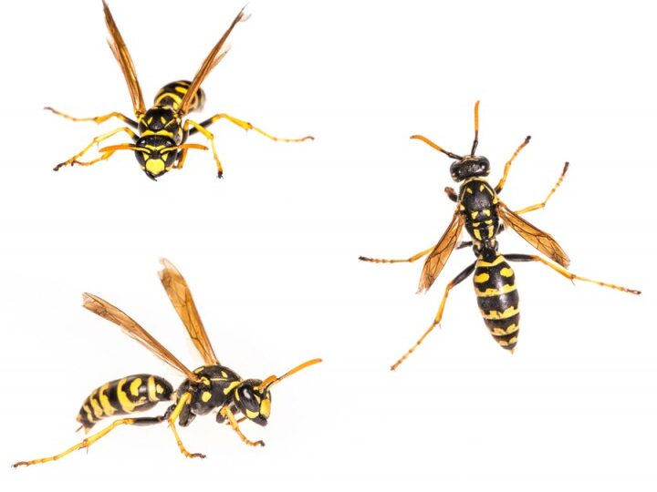 lutte-antiparasitaire-elimination-efficace-des-nids-de-guepes-dans-la-toiture