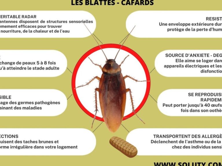 lutte antiparasitaire eliminer les cafards definitivement avec nos conseils