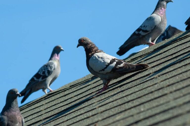 lutte antiparasitaire eliminer les pigeons dans votre entrepot