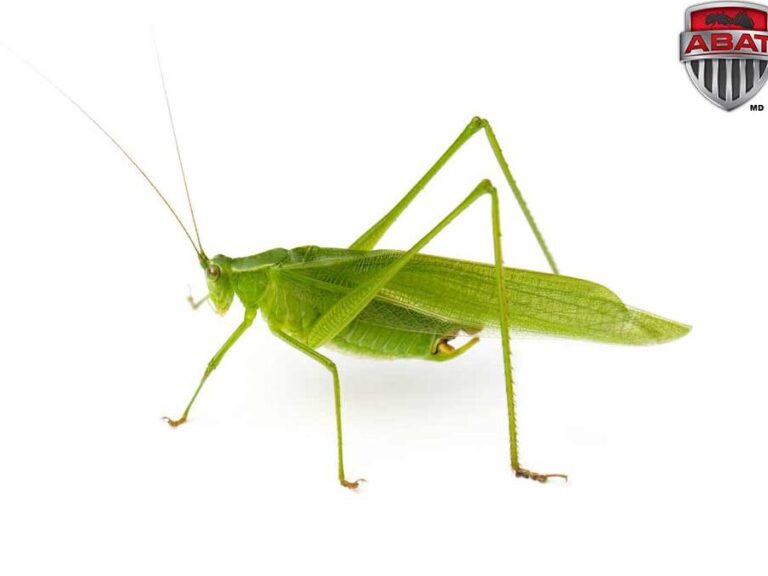 lutte antiparasitaire eliminer les sauterelles dans votre jardin