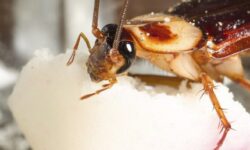 lutte-antiparasitaire-eliminez-les-nuisibles-qui-vivent-dans-votre-evier