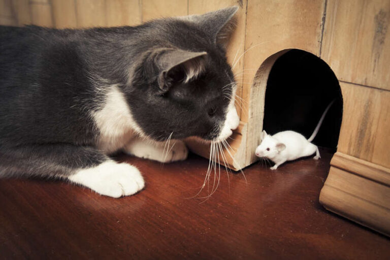 lutte antiparasitaire eliminez les rats avec du chocolat