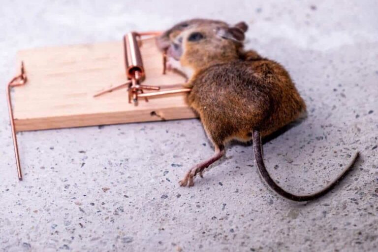 lutte antiparasitaire eliminez les rongeurs dans les murs rapidement