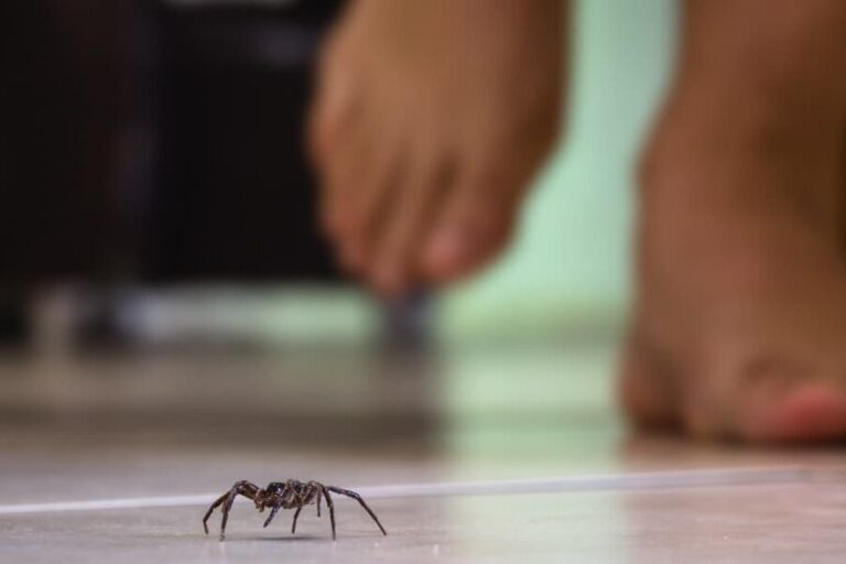 lutte antiparasitaire faut il eliminer une araignee veuve noire
