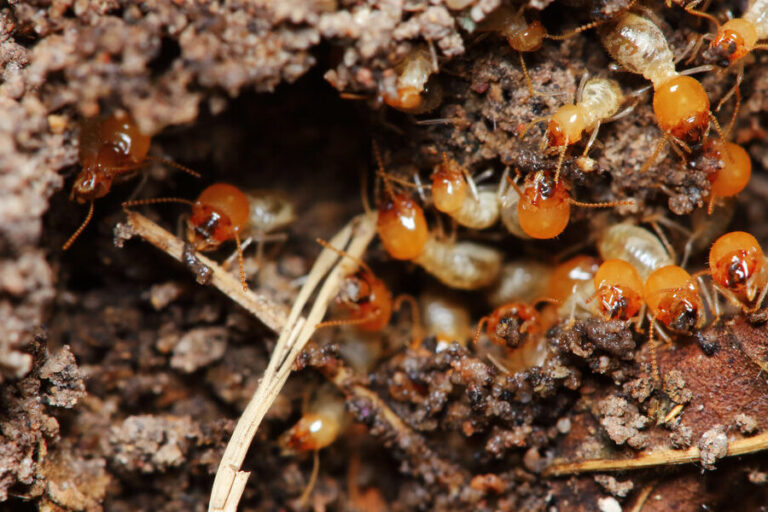 Guide de préparation pour une fumigation efficace contre les termites