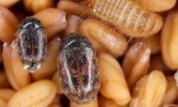 lutte-antiparasitaire-les-ressorts-de-sable-une-solution-efficace