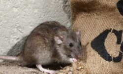 lutte-antiparasitaire-pour-bebe-souris-conseils-et-solutions-efficaces