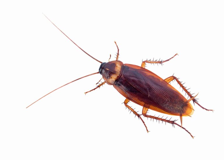 lutte antiparasitaire professionnelle service de deratisation contre les cafards