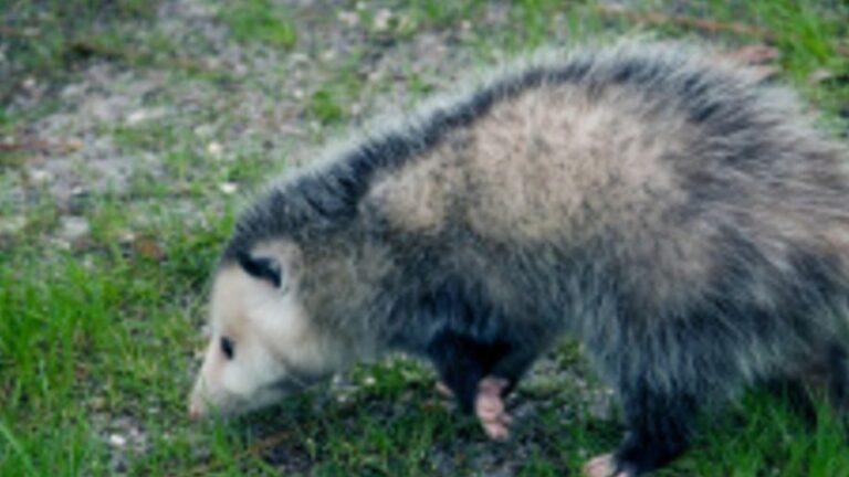 lutte antiparasitaire protegez vos ordures des opposums